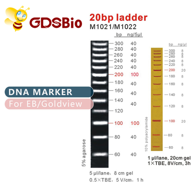 高い純度の試薬20bp DNAのマーカーの梯子のゲルの電気泳動