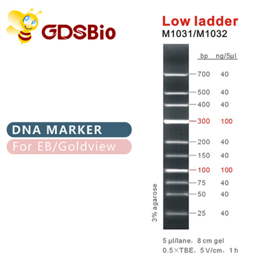 低い梯子DNAのマーカーM1031 （50μg） /M1032 （50μg×5）