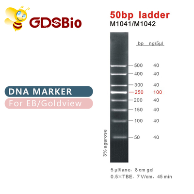 50bp梯子DNAのマーカーM1041 （50μg） /M1042 （50μg×5）