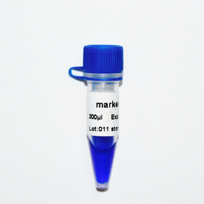 マーカー11 DNAの梯子M1131 （50μg） /M1132 （5×50μg）