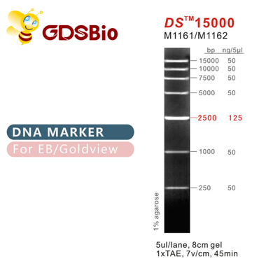 DS15000 DNAのマーカーの梯子M1161 （50μg） /M1162 （5×50μg）