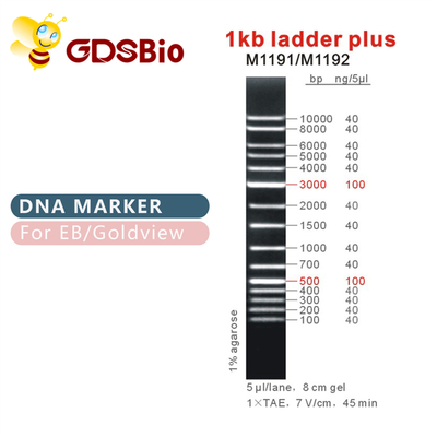 1000bp DNAのマーカーM1191 （50μg）と1kb梯子/M1192 （5×50μg）