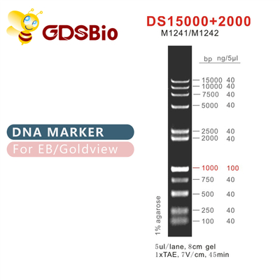 DS 15000+2000 DNAのマーカーの梯子M1241 （50μg） /M1242 （5×50μg）
