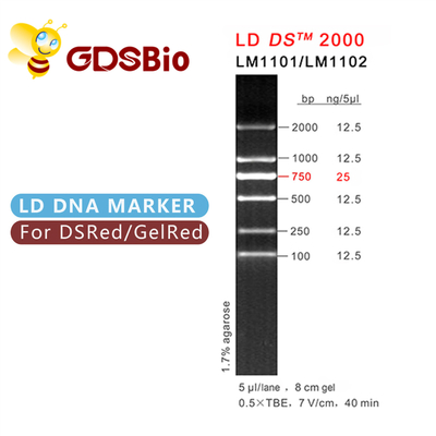 高い純度の試薬LD DS 2000年のDNAのマーカーのゲルの電気泳動60の準備