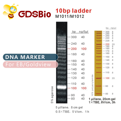 10bp DNAの梯子のゲルの電気泳動の高い純度の試薬