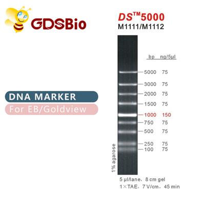 1000bp DS 5000 DNAの電気泳動のマーカー、RNAのゲルのためのDNAの梯子