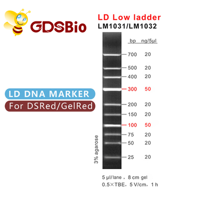 100bp 300bp LDの低い梯子DNAのマーカーの電気泳動
