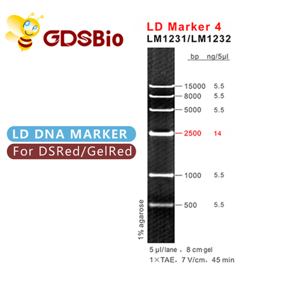 50の準備のGDSBio DNAのサイズのマーカーによっては電気泳動LDのマーカー4がゼリー状になる