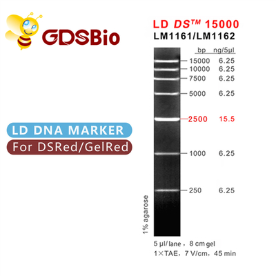 DS LD 15000bp 15kb DNAのマーカーの電気泳動50の準備
