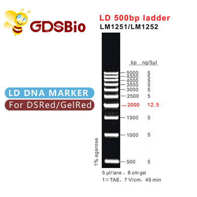500bp LD DNAの梯子のゲルの電気泳動60の準備