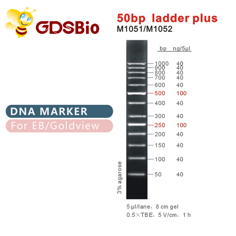 DNAのマーカーM1051 （50μg）と50bp梯子/M1052 （50μg×5）