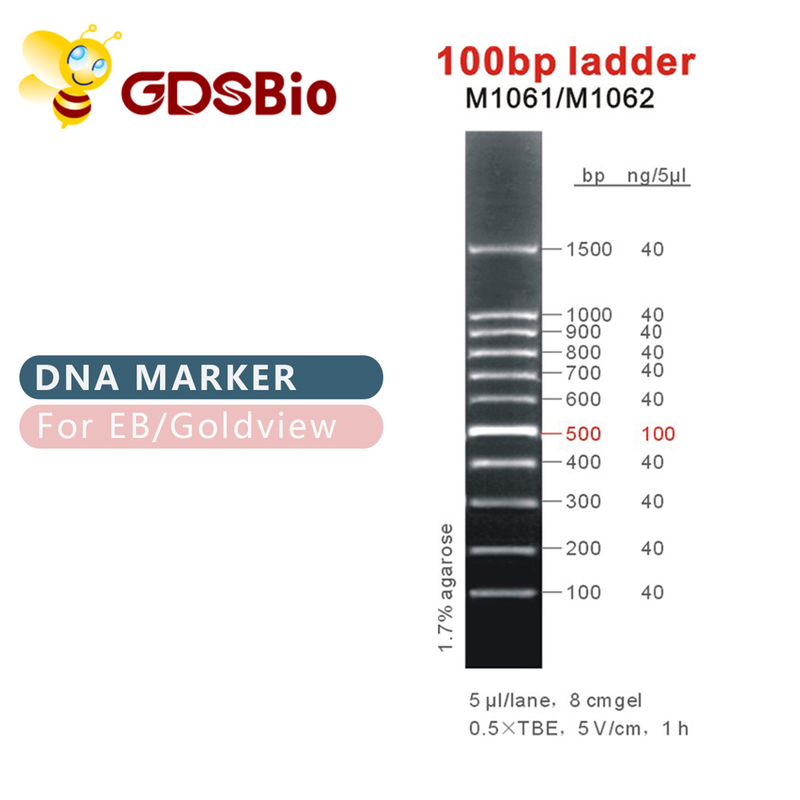 100bp梯子DNAのマーカーM1061 （50μg） /M1062 （50μg×5）