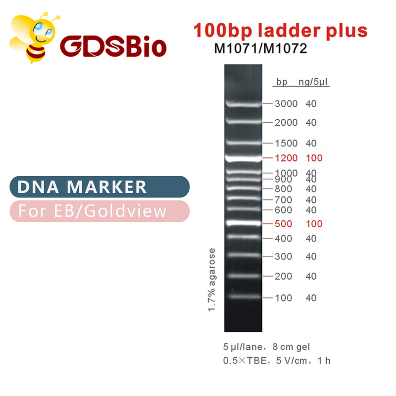 DNAのマーカーM1071 （50μg）と100bp梯子/M1072 （50μg×5）