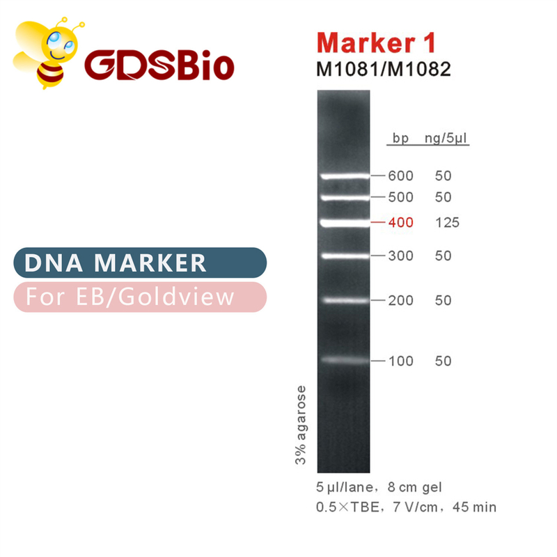 マーカー1 DNAの梯子M1081 （50μg） /M1082 （50μg×5）