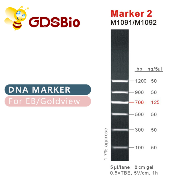 マーカー2 DNAの梯子M1091 （50μg） /M1092 （50μg×5）