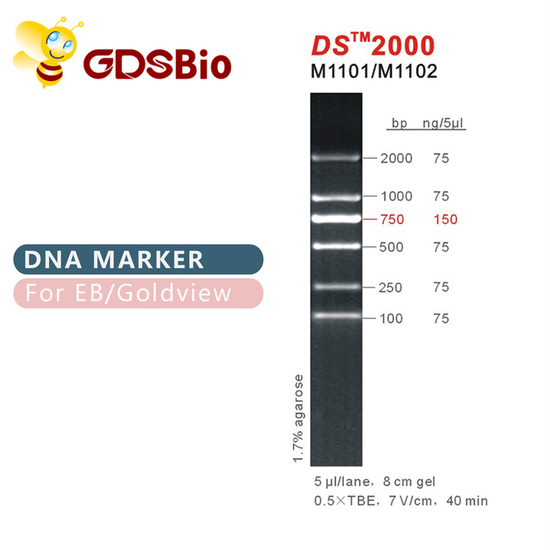 DS 2000年のDNAのマーカーの梯子M1101 （50μg） /M1012 （50μg×5）