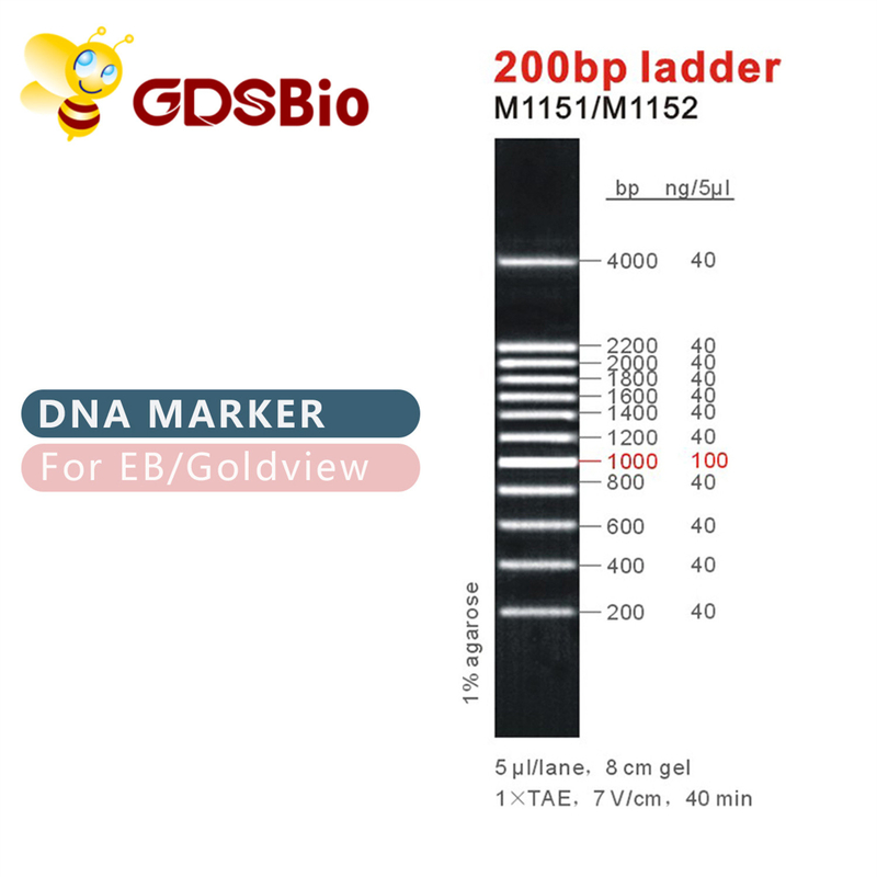 200bp梯子DNAのマーカーM1151 （50μg） /M1152 （5×50μg）