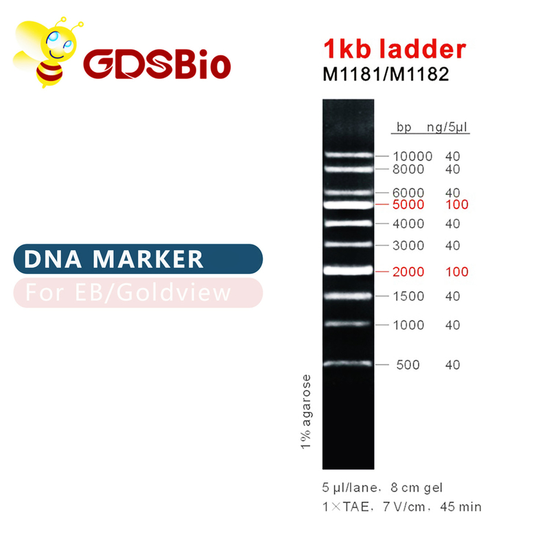 1kb梯子1000bp DNAのマーカーの梯子のゲルの電気泳動