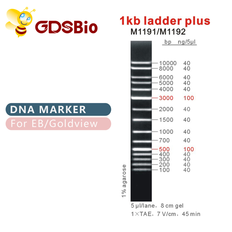 1000bp DNAのマーカーM1191 （50μg）と1kb梯子/M1192 （5×50μg）