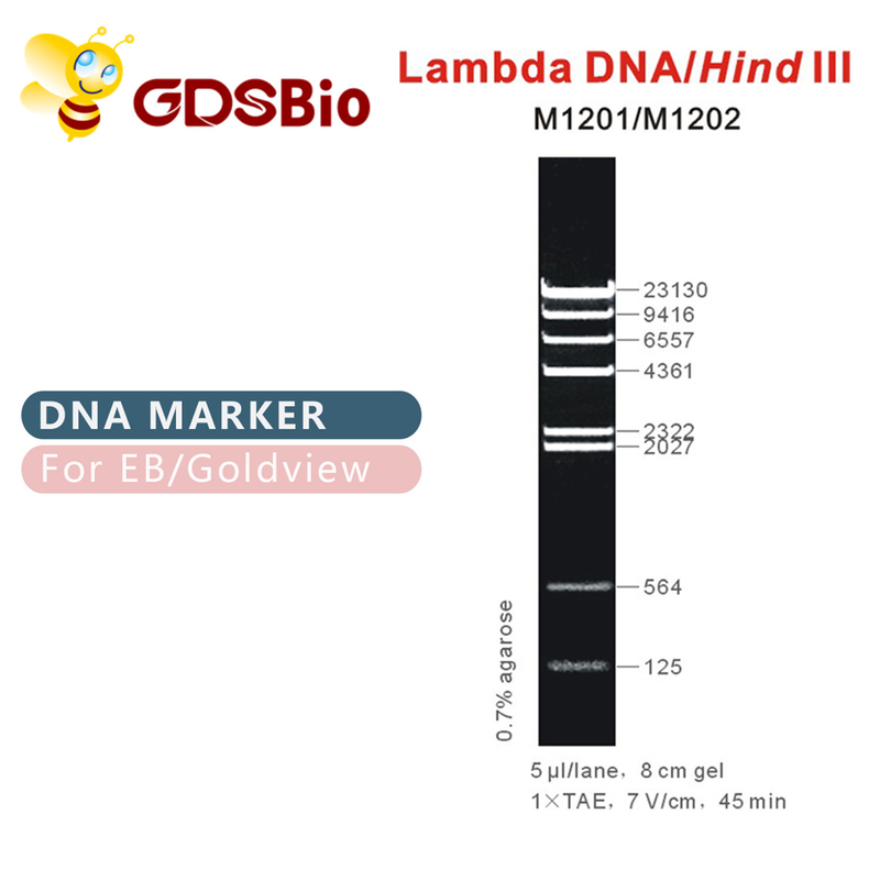 λDNA/後部ⅢDNAのマーカーの梯子M1201 （50μg） /M1202 （5×50μg）