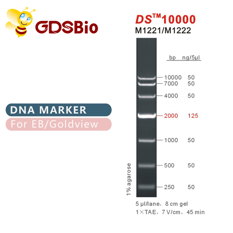 DS10000 DNAのマーカーの梯子M1221 （50μg） /M1222 （5×50μg）