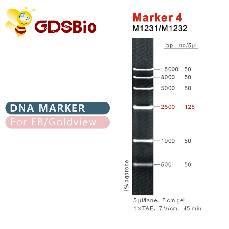 マーカー4 DNAの梯子M1231 （50μg） /M1232 （5×50μg）