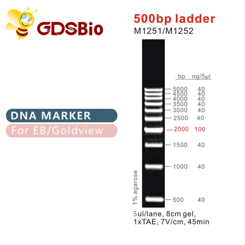 500bp梯子DNAのマーカーM1251 （50μg） /M1252 （5×50μg）