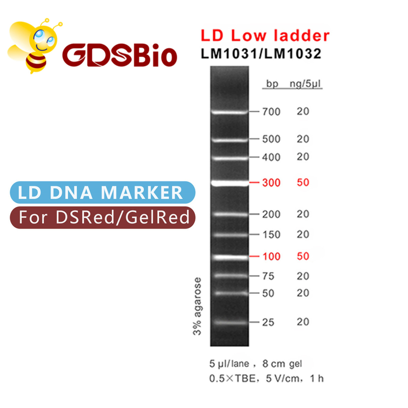 LDの低い梯子DNAのマーカーLM1031 （60の準備） /LM1032 （60 preps×3）