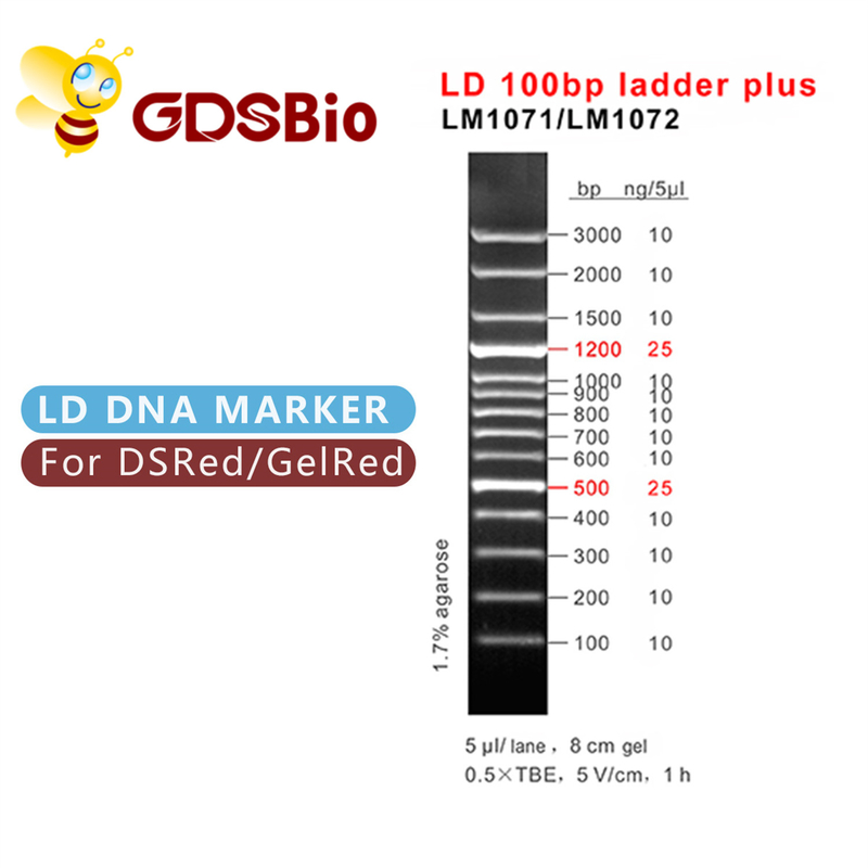 60 DNAのマーカーの電気泳動と準備LD 100bpの梯子