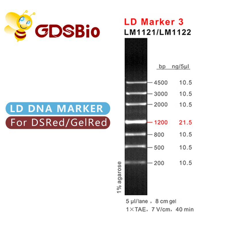 LDのマーカー3 DNAの梯子の電気泳動60の準備の高い純度の試薬