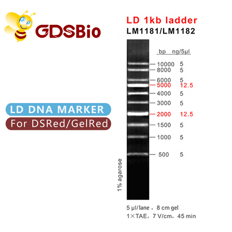 LD 1kbの梯子1000bp DNAのマーカーLM1181 （50の準備） /LM1182 （50 preps×5）
