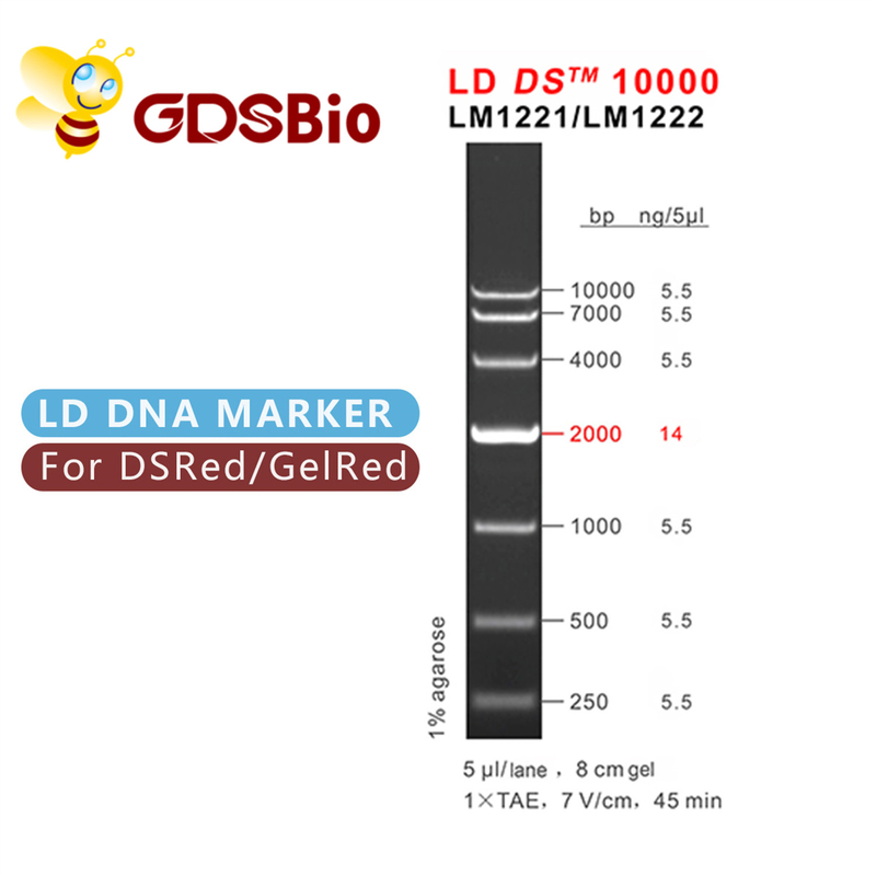 10000bp 10kb DNAの梯子の電気泳動の高い純度の試薬