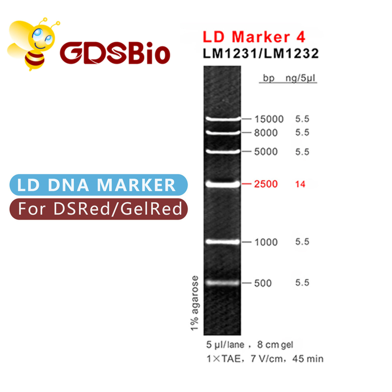 LDのマーカー4 DNAの梯子LM1231 （50の準備） /LM1232 （50 preps×5）